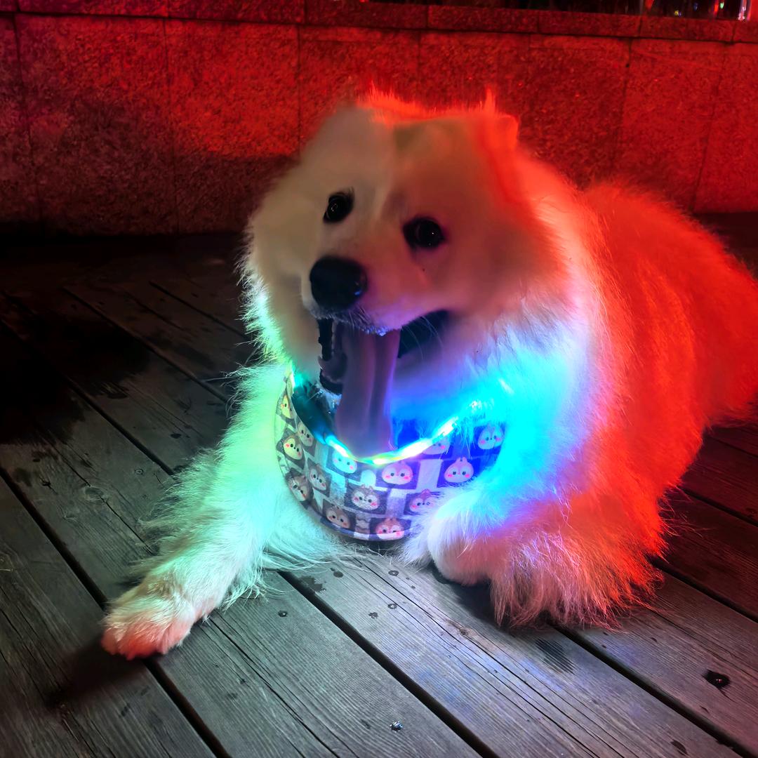 小狗快跑