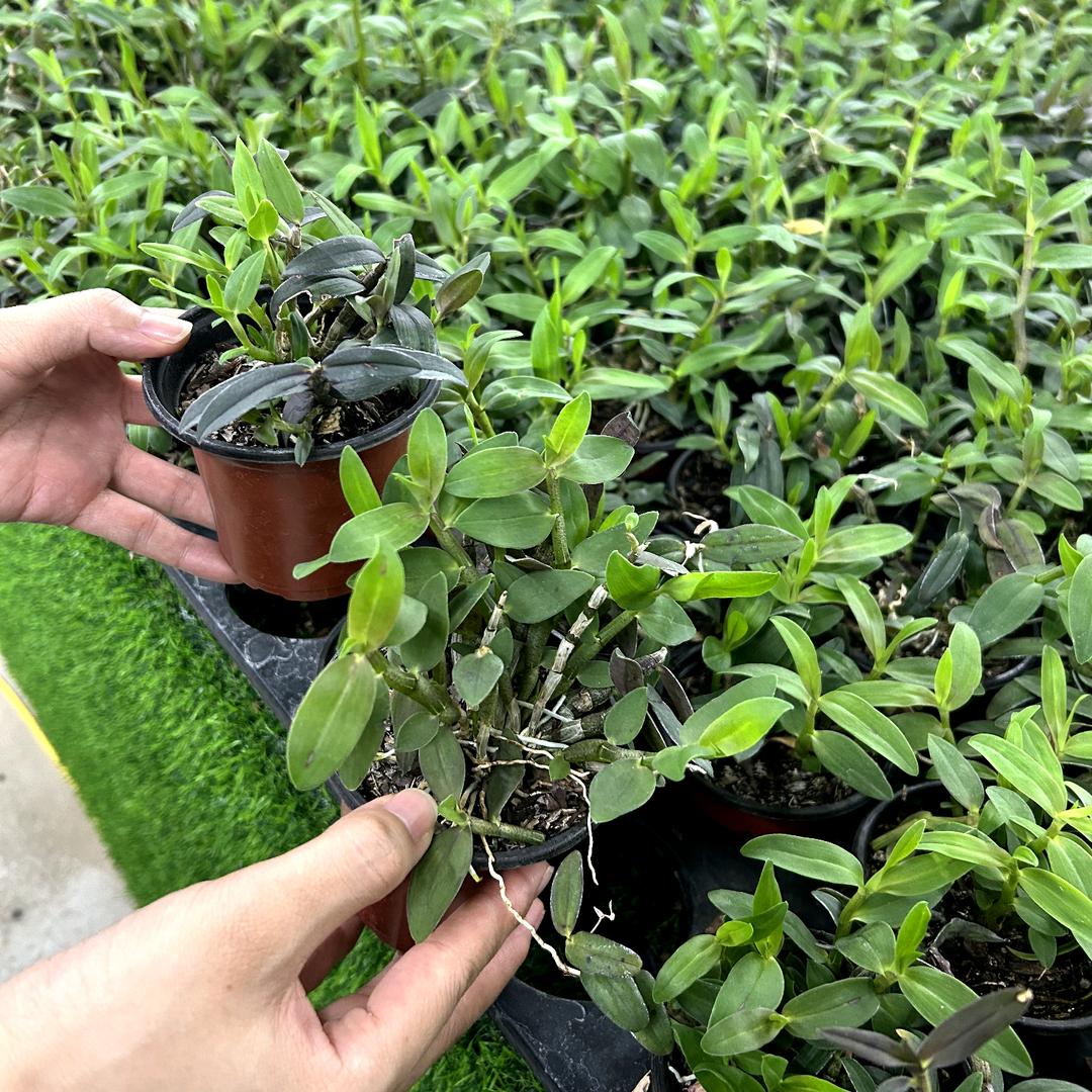 小芳种植园