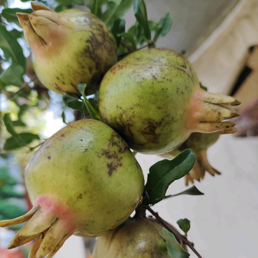 小❤️🌹💐红