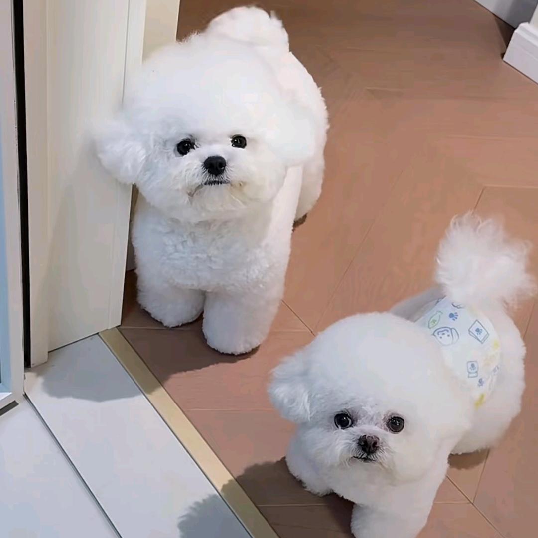 小熊屋来财（家庭繁育）