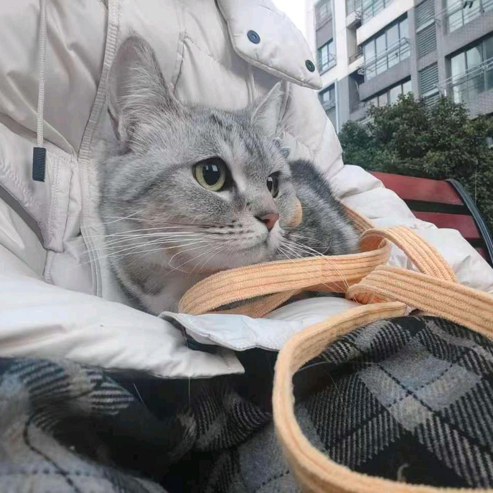 莳殇