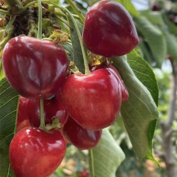 樱雄联盟（车厘子大樱桃苗基地）