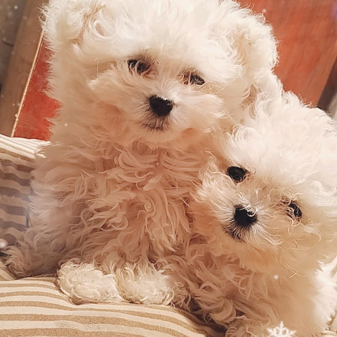 我家比熊—肉肉🧕球球🧕