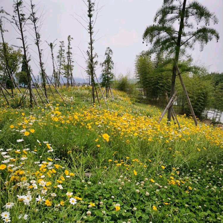 彩云🧚‍♀️🧚‍♀️🧚‍♀️