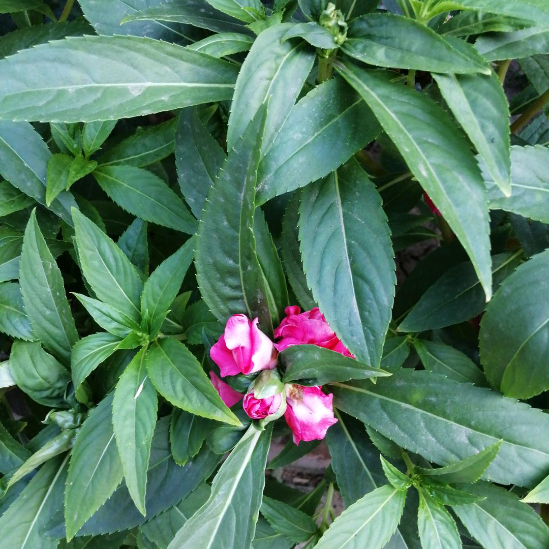 花开花落，，，，