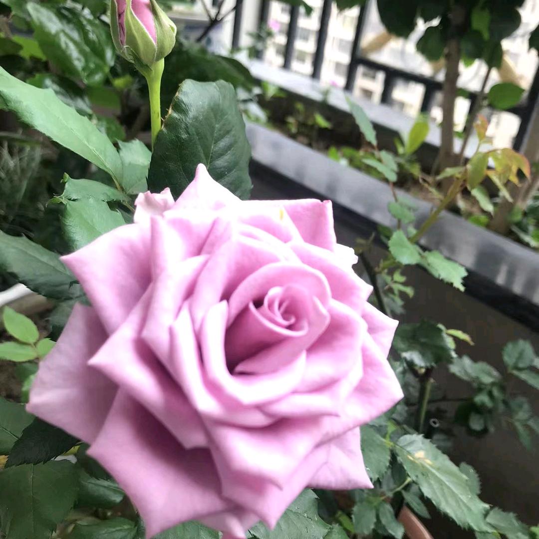 马柔柔