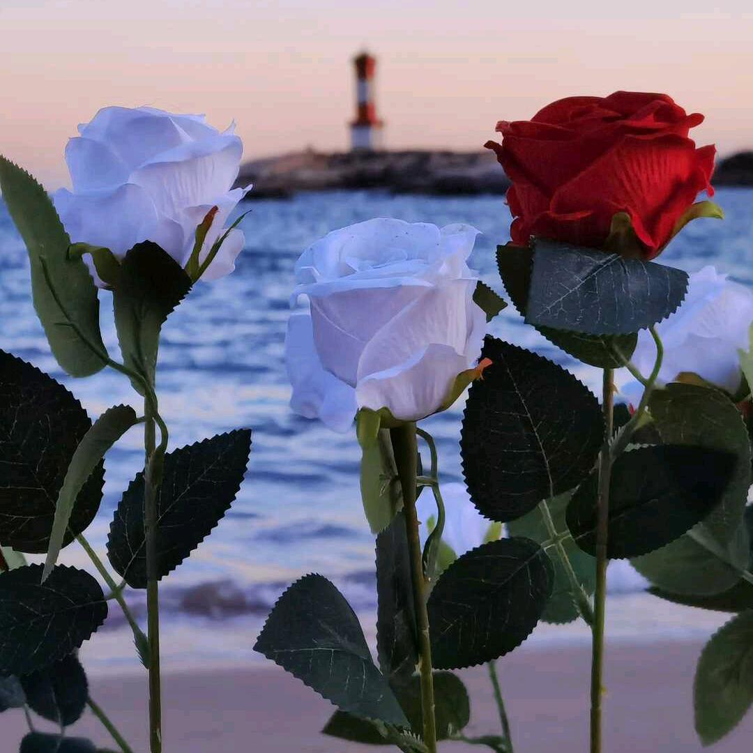 🌷牵绊🥀