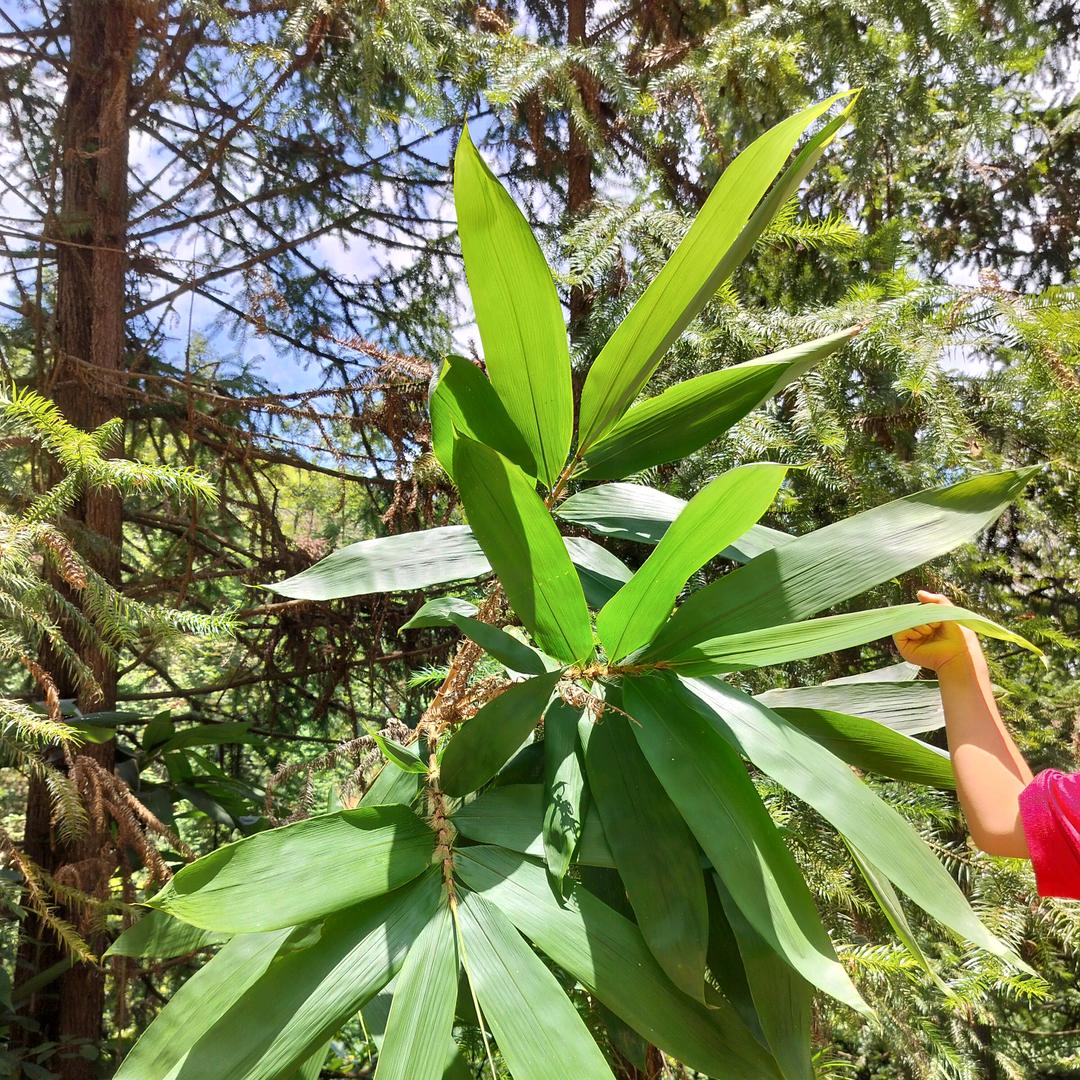 偷念不忆养溜余香