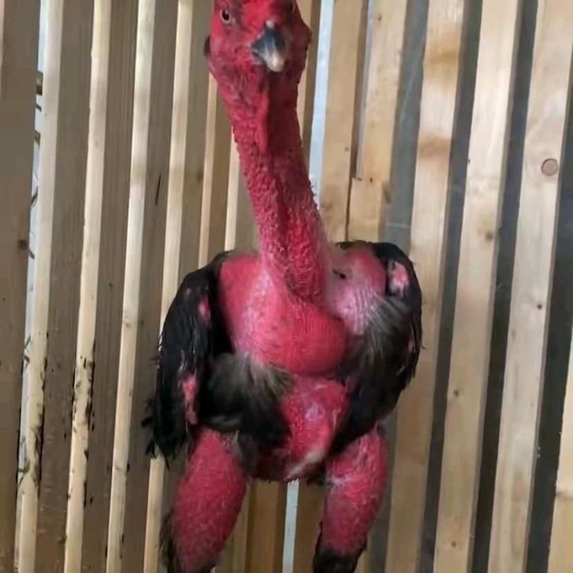 开封老段