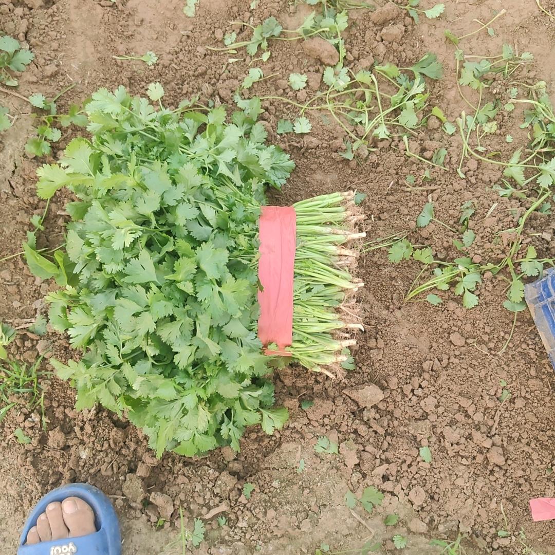 香菜～张杰