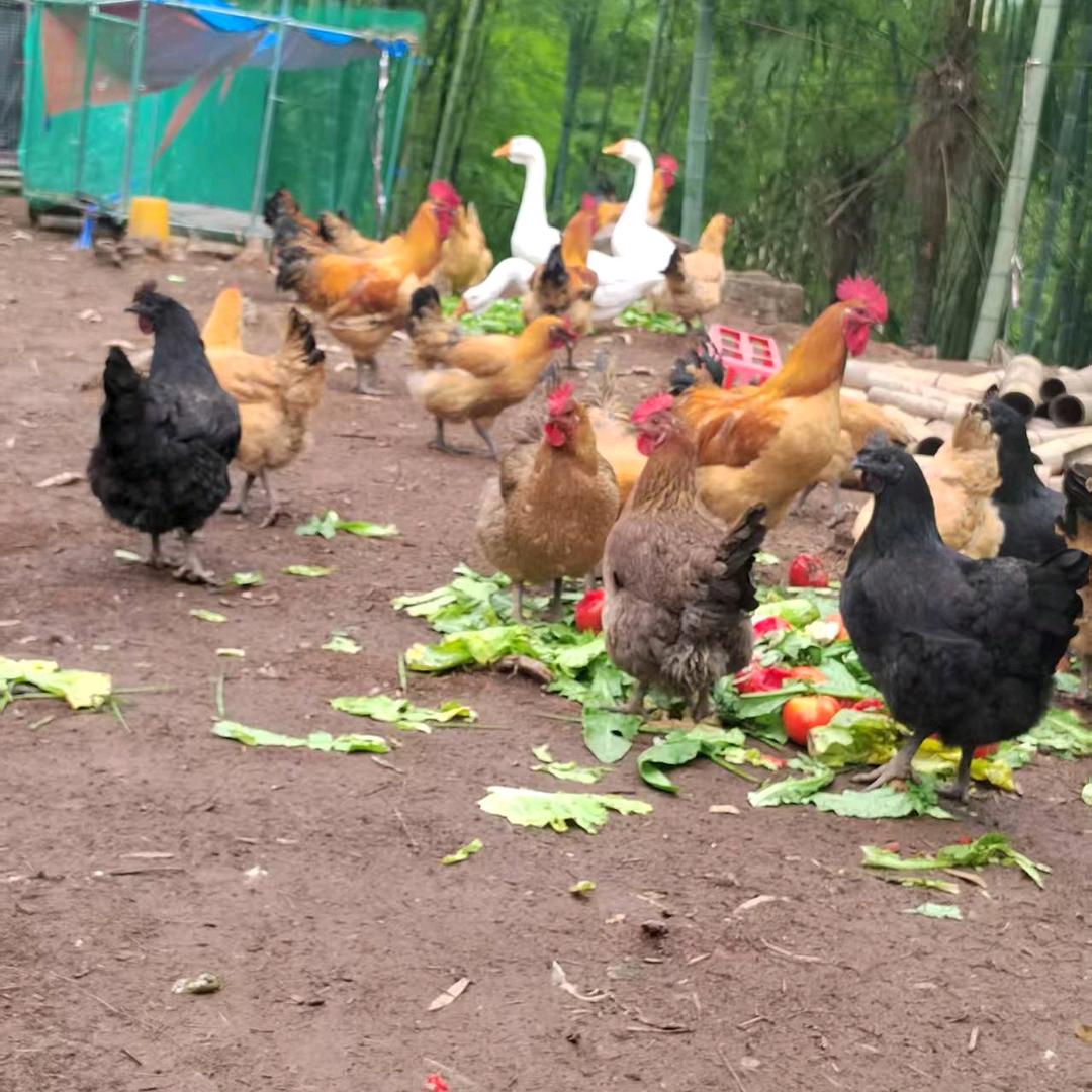 贵州高山土货🐓🦤🦢
