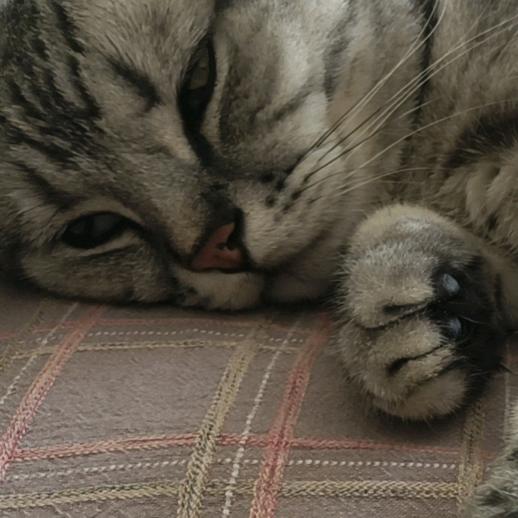 跨年 自己挣猫粮