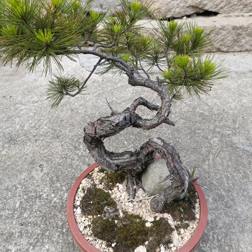 小陆（黄山松）盆景