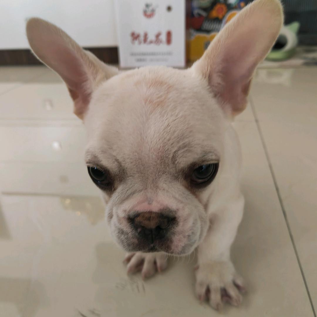 卢犇犇