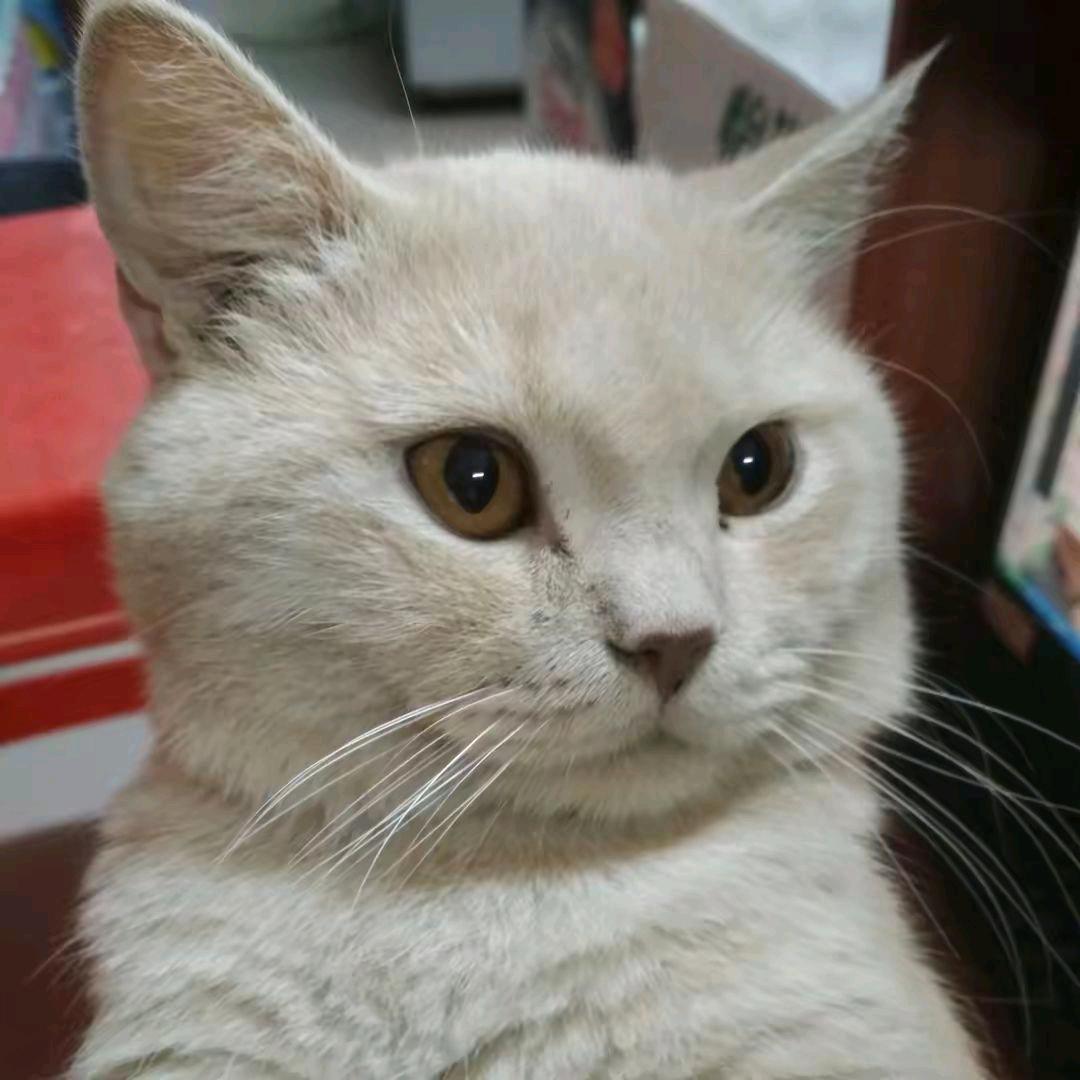 小青蛙