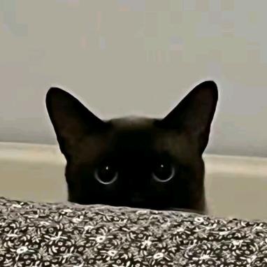 猫meme剧场