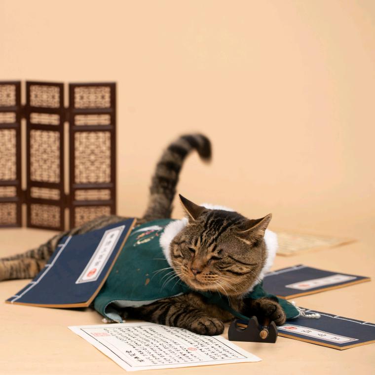 豆丁公益猫舍