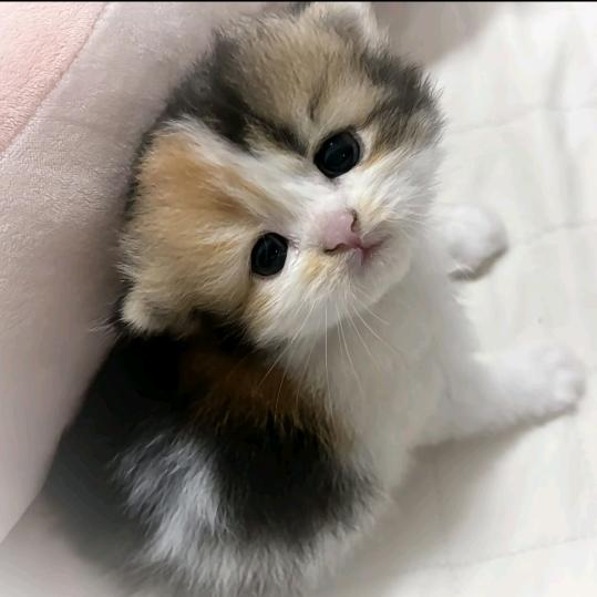 OwO