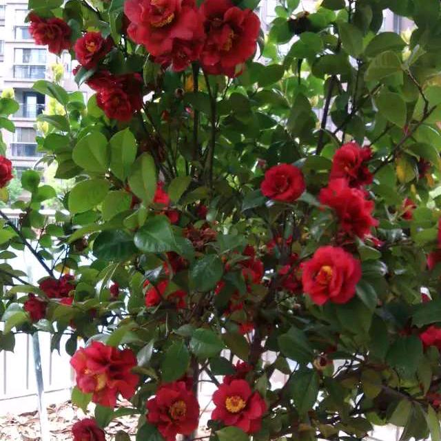 月月红好开心🌹❤️