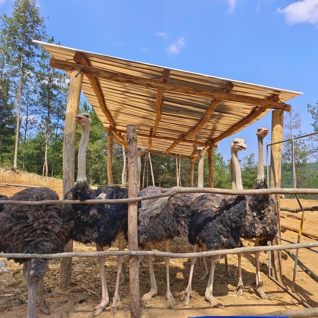 @龙里邵氏鸵鸟鲜肉