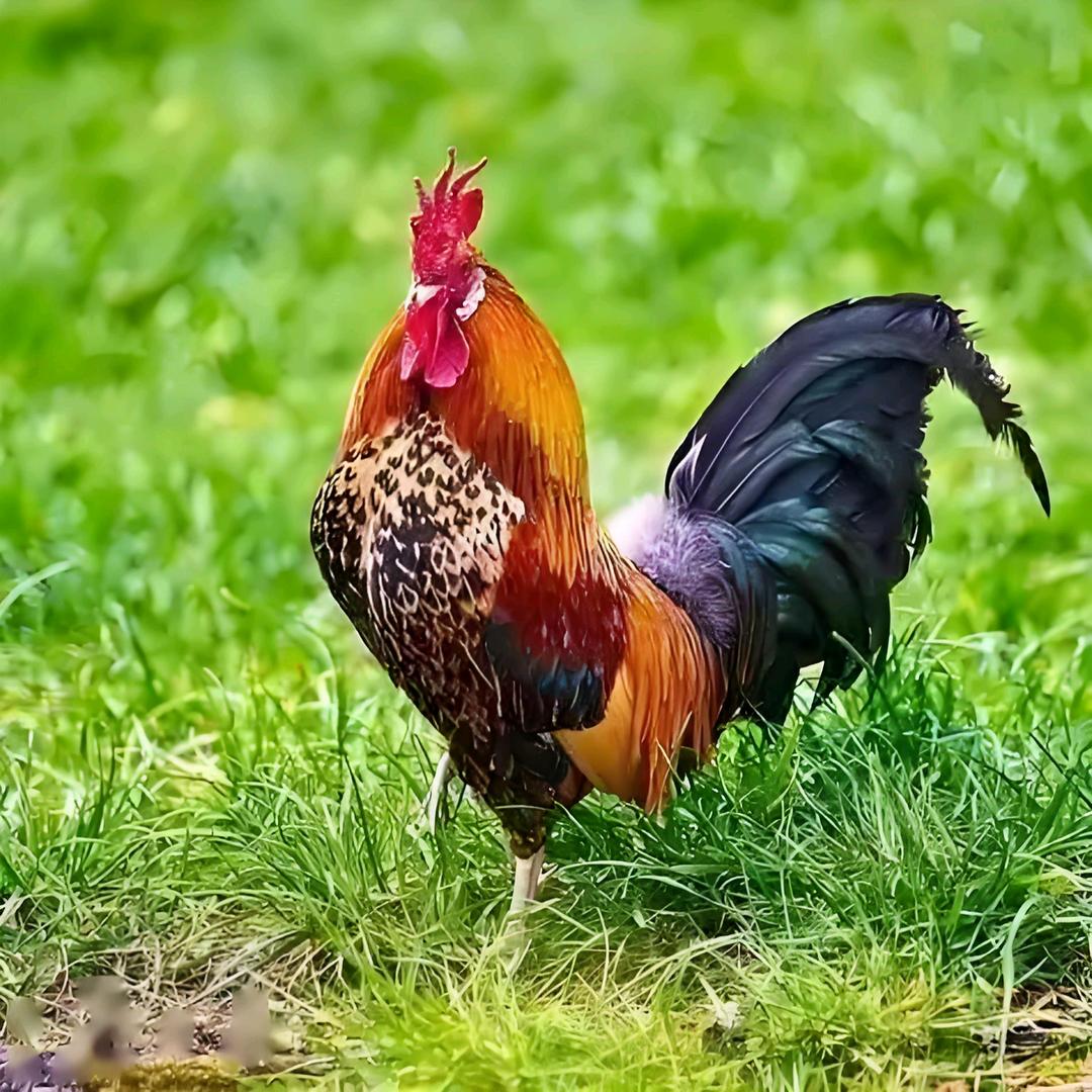 小明