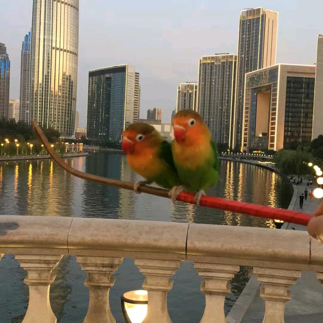 毛哥鸟哥