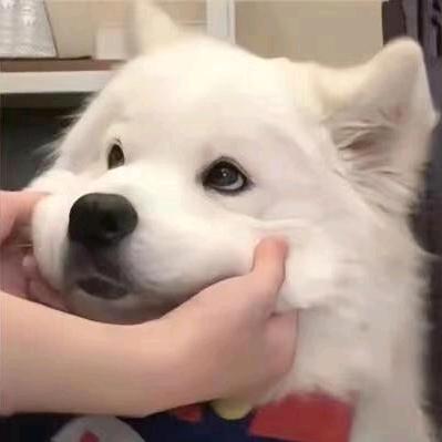 一个团子℡