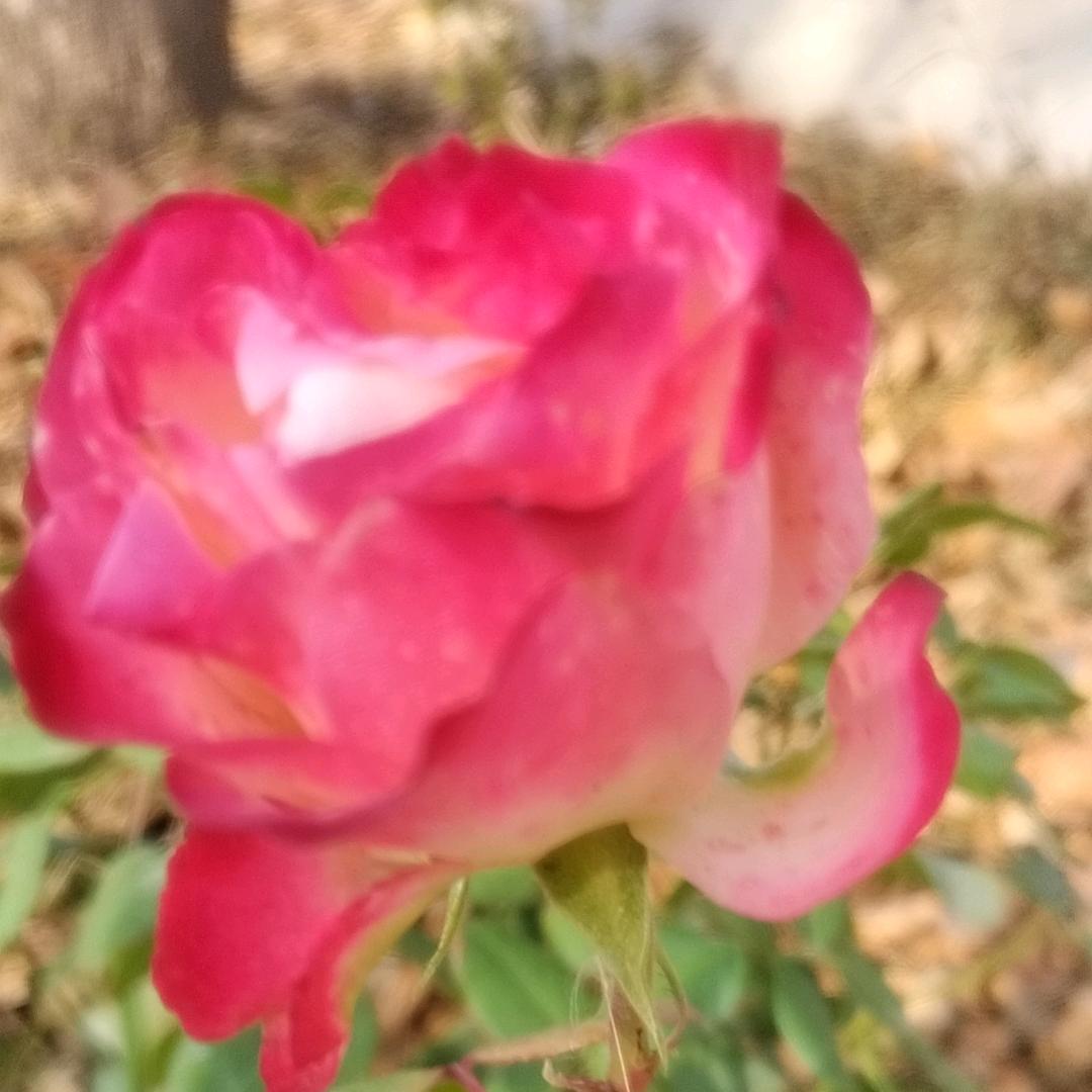 繁花似锦
