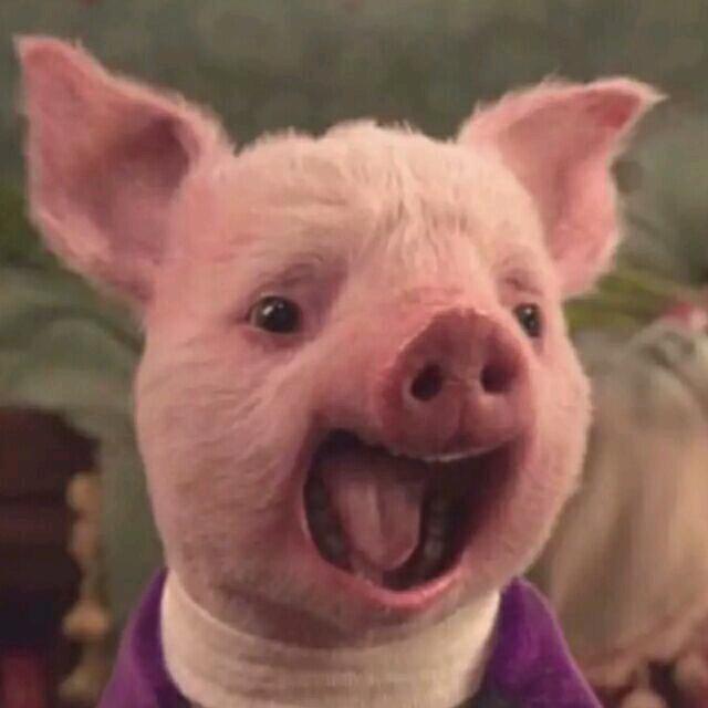🐷