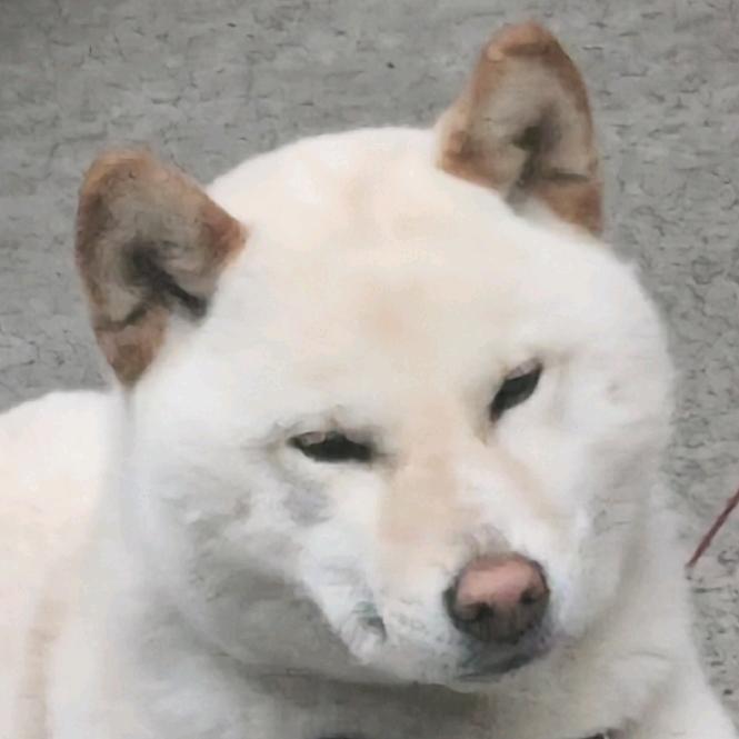 不会做饭的猛子