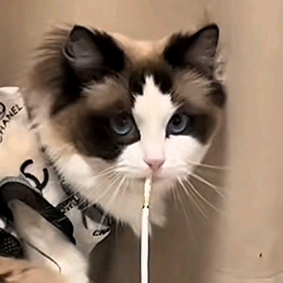 翻斗花园壮壮妈