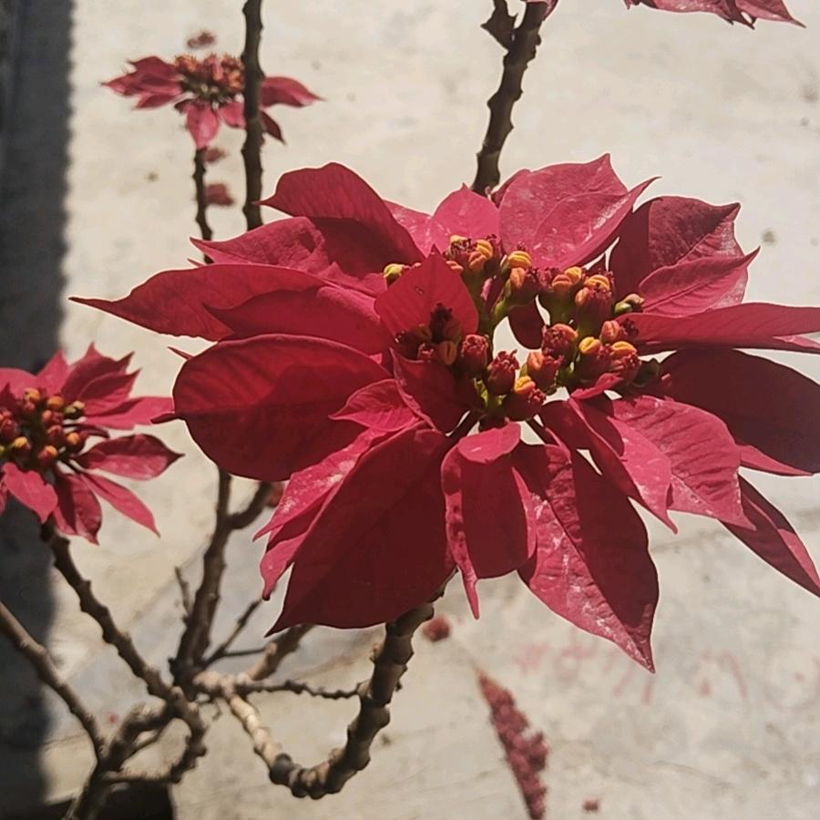 月季花