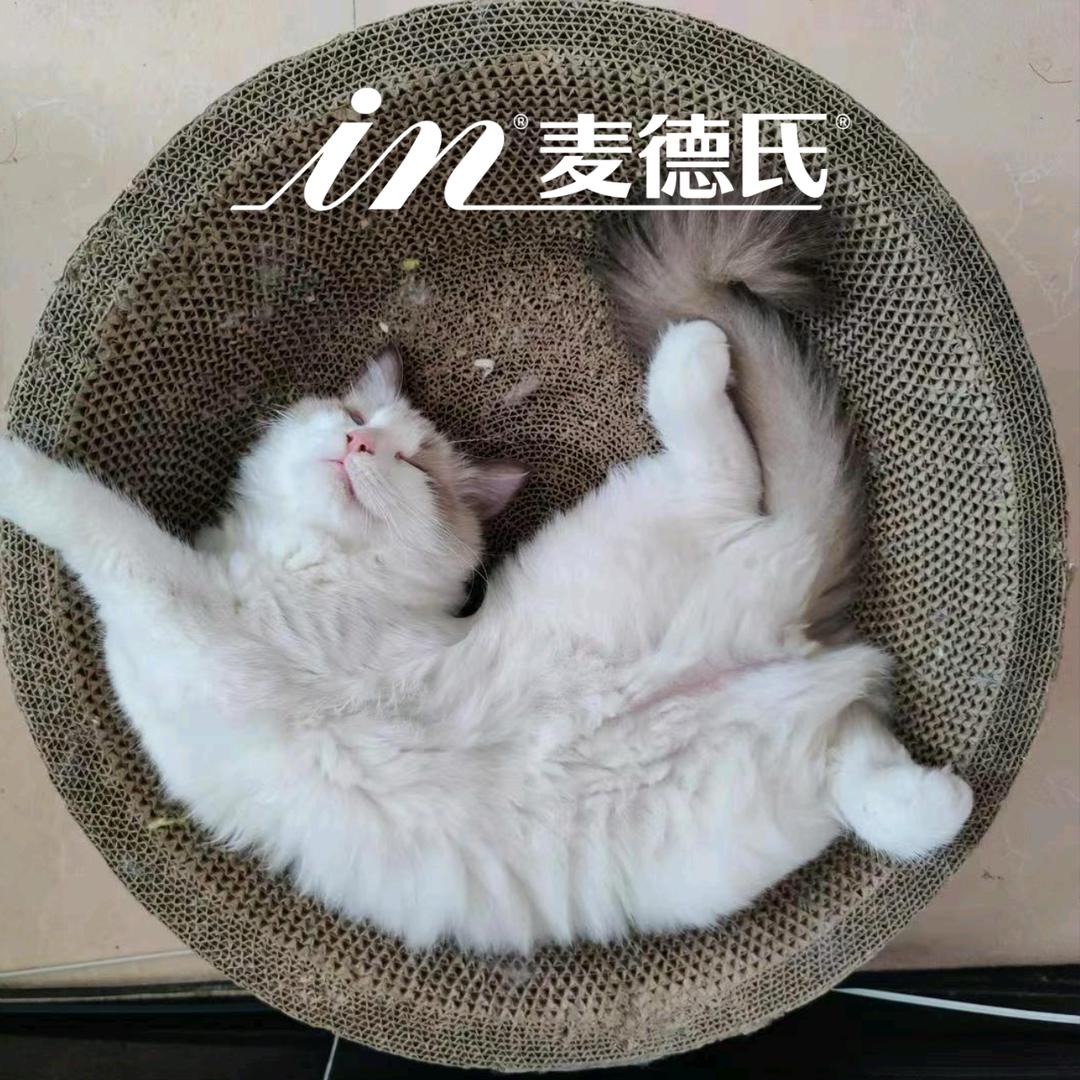 铲屎小分队（麦德氏专场）