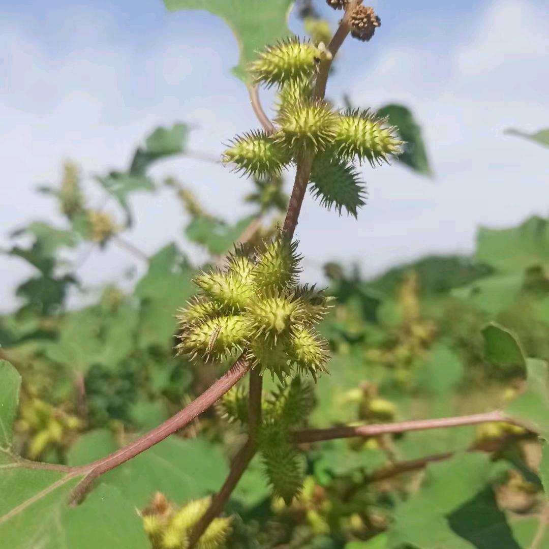 收山货的小陈