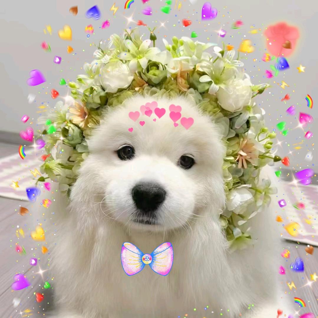 心想🍅成(有安宰贤签名版)🦁