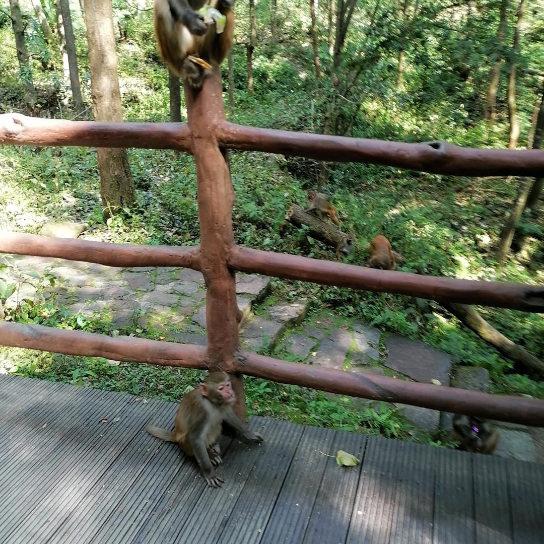 飞翔