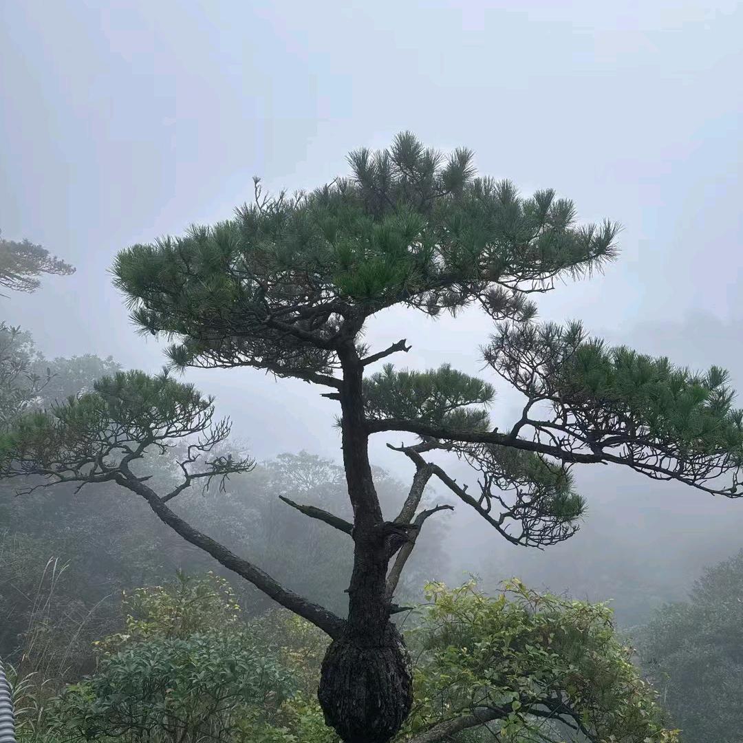 小辉经济橱窗百货