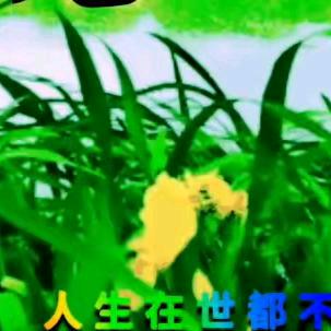 🌹海阔天空🌹望远世界🌹