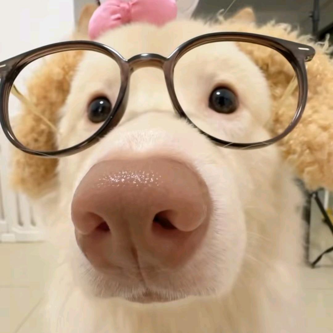 吱吱歪