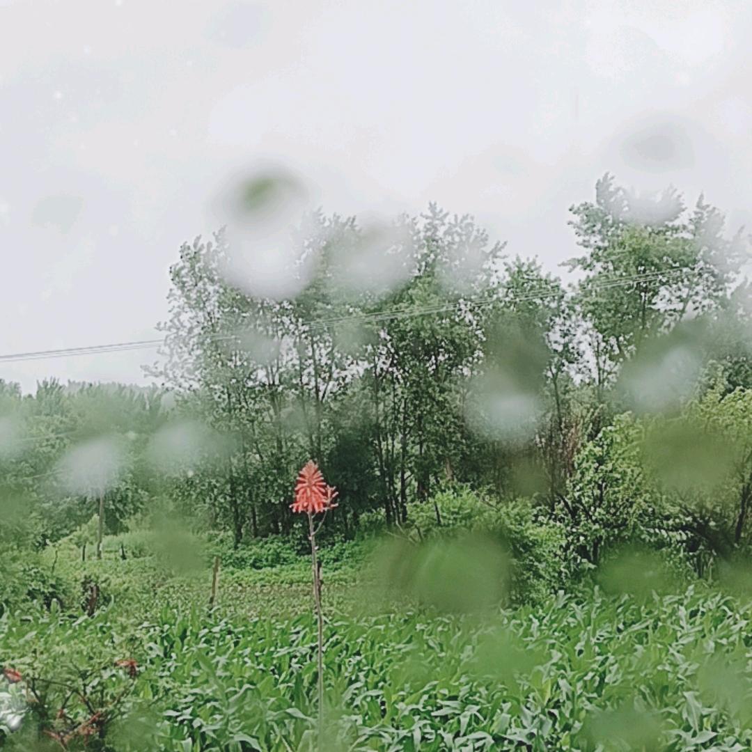 雪豹