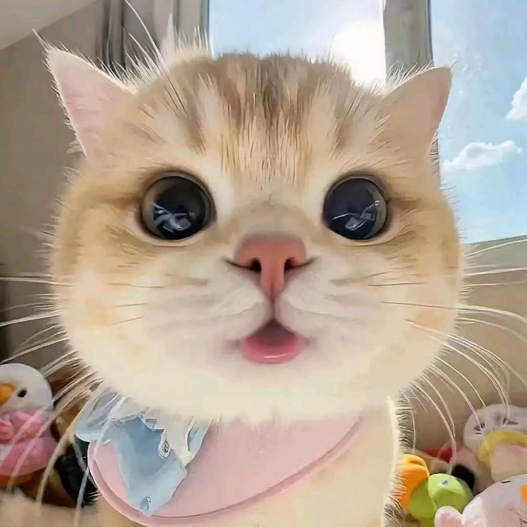 小喂莓莓.