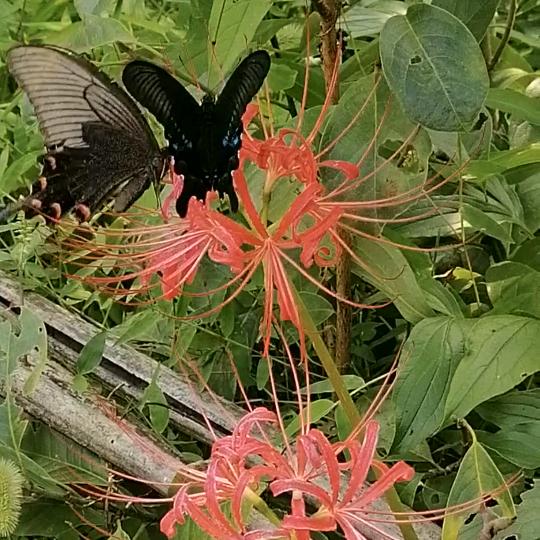 🦋ꦿ໊🦋ꦿ໊余生᭄🕊随心