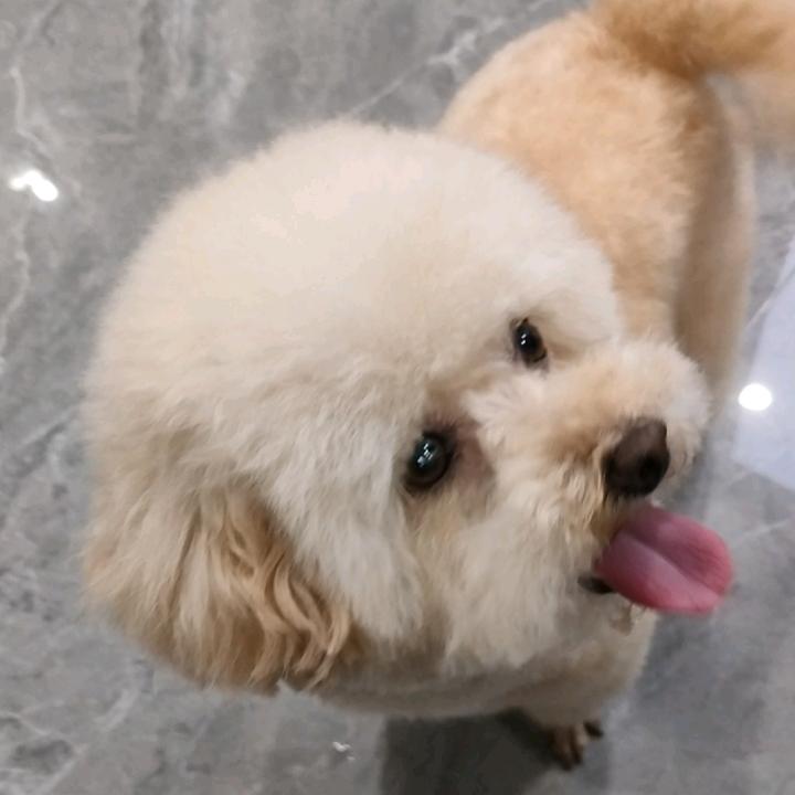 可爱的小卡拉