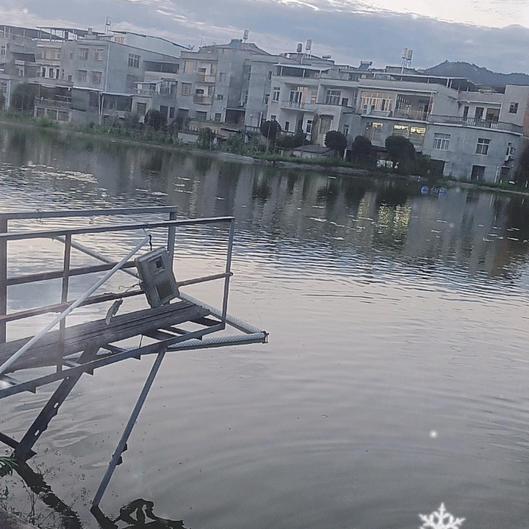 通城纯绿色生态养殖四大家鱼