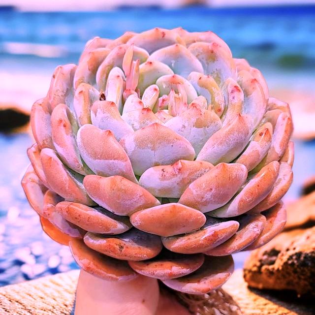 花小姐多肉