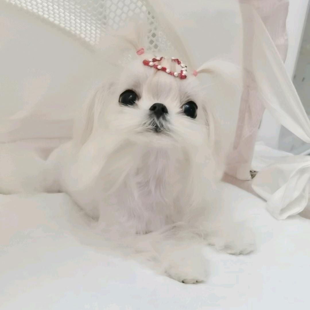 绵子