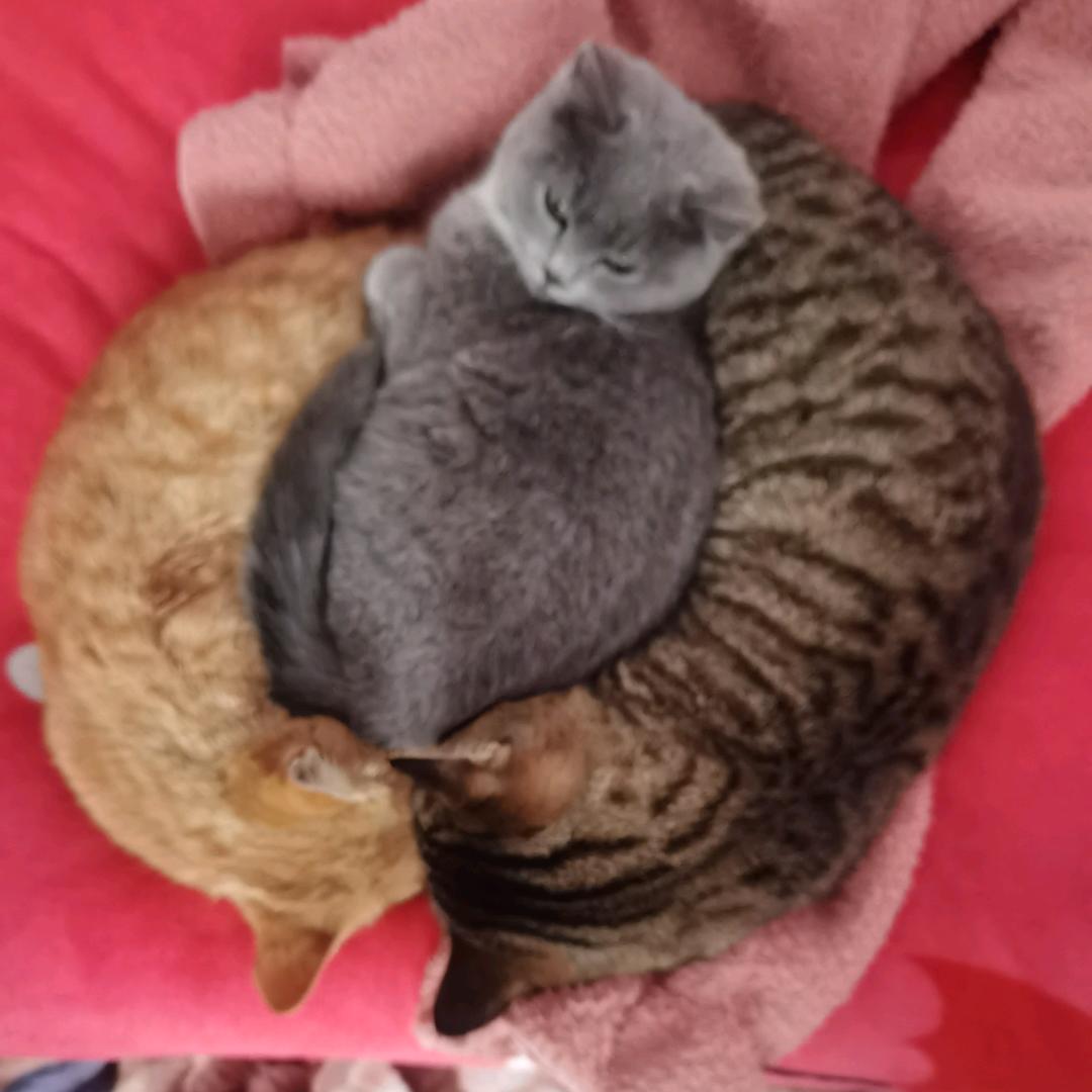 朱事顺利(≧∇≦)/