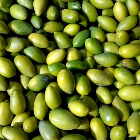 我是专业采橄榄的