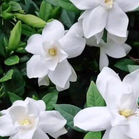 栀子花开