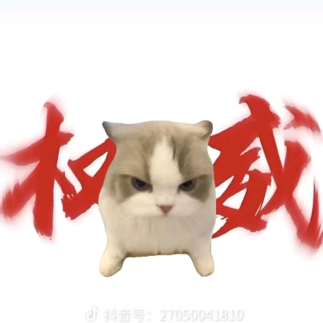 猫meme